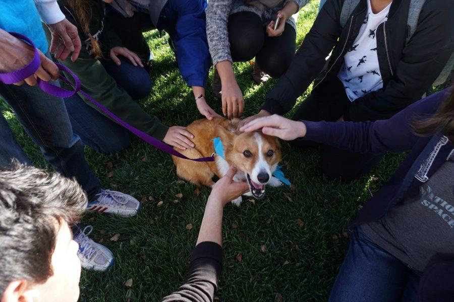 Therapy dogs came with the purpose of cheering up stressed students.