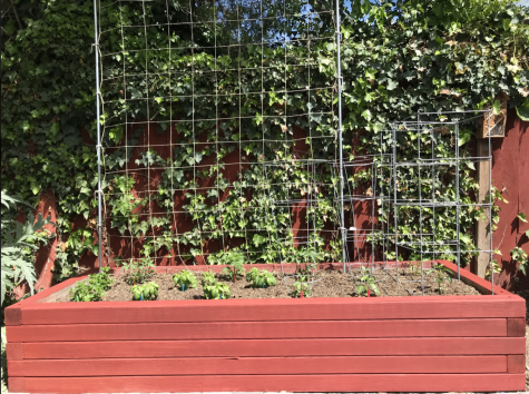 A raised bed of seedlings with support cages and a trellis.