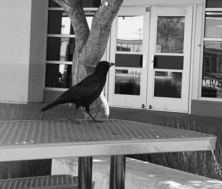 CAMPUS: Campus wildlife reflects urban wildlife as a whole