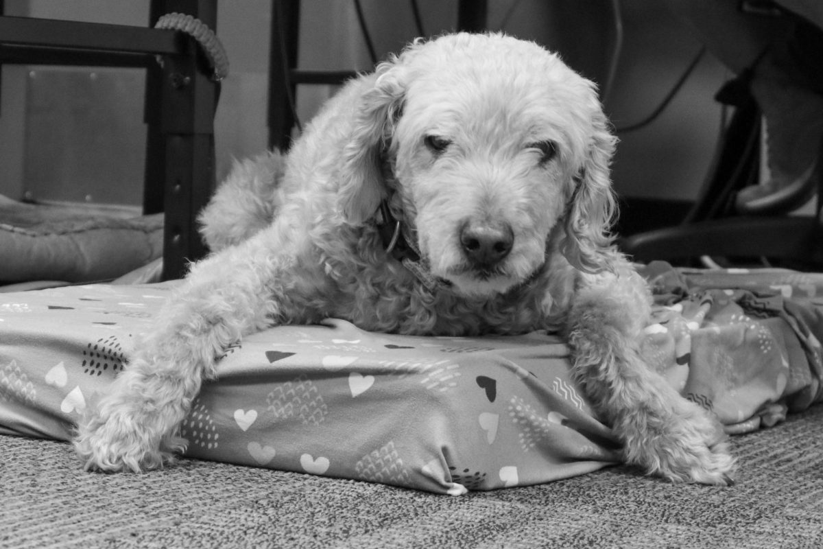 Pets on campus, like Ms. Mehl’s dog Reggie, can be a support animal to engage with or seek comfort from during and outside of class.